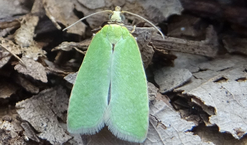 Tortrix viridana - Tortricidae